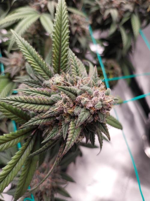 Gmo x Rootbeer. Week 11