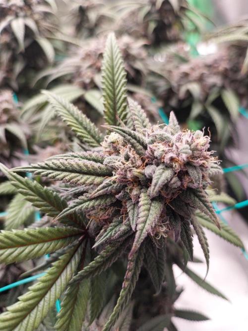 Gmo x Rootbeer. Week 11