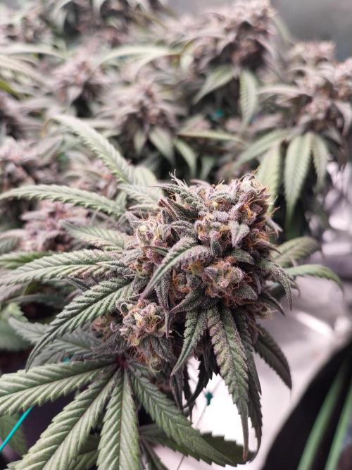 Gmo x Rootbeer. Week 11