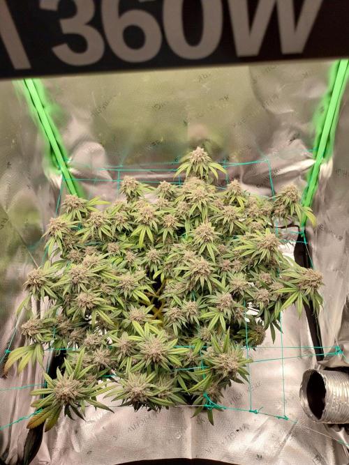 Gmo x Rootbeer. Week 11