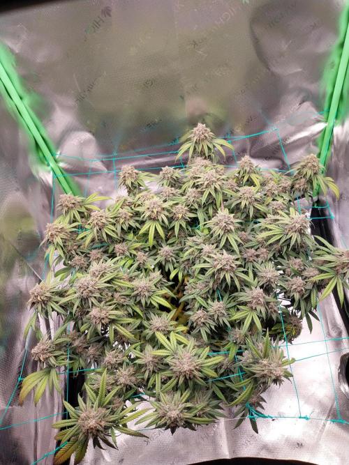 Gmo x Rootbeer. Week 11