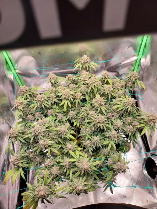 Gmo x Rootbeer. Week 11