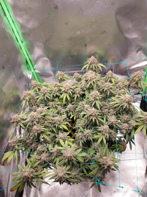 Gmo x Rootbeer. Week 11