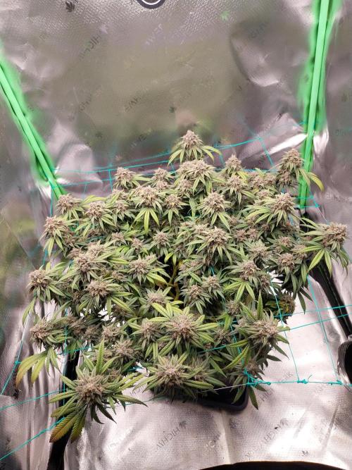 Gmo x Rootbeer. Week 11