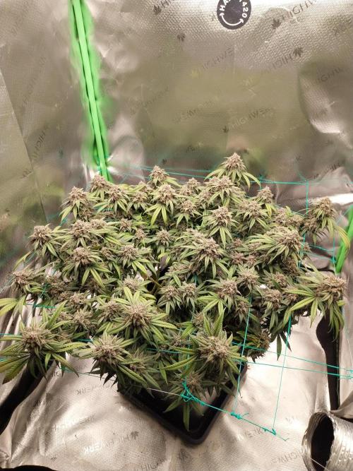 Gmo x Rootbeer. Week 11