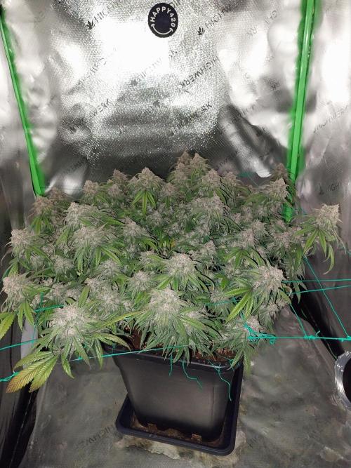 Gmo x Rootbeer. Week 11
