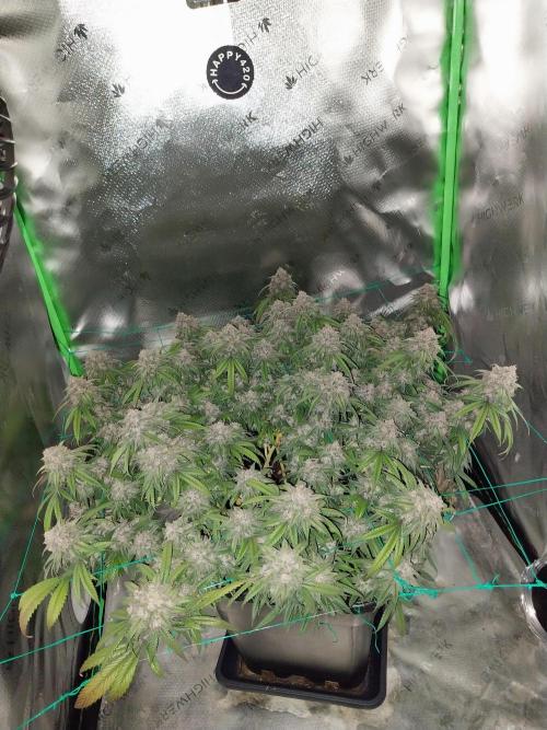 Gmo x Rootbeer. Week 11