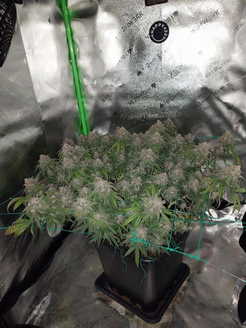 Gmo x Rootbeer. Week 11