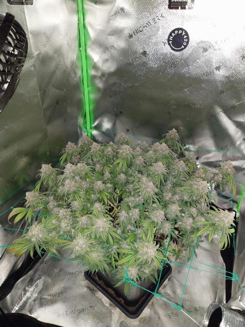 Gmo x Rootbeer. Week 11
