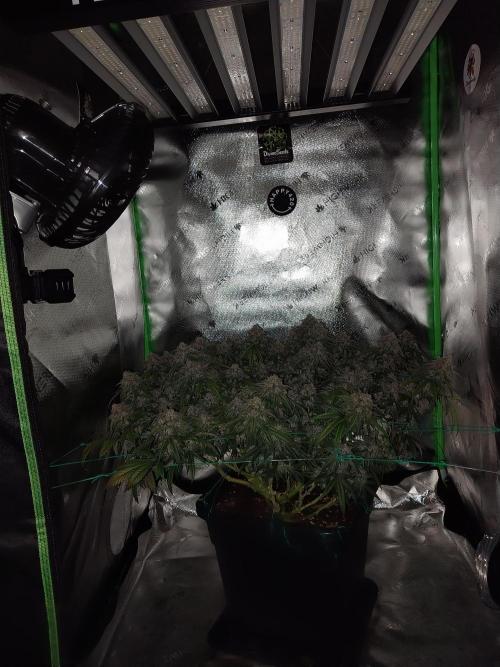 Gmo x Rootbeer. Week 11