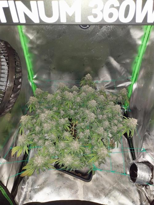 Gmo x Rootbeer. Week 11