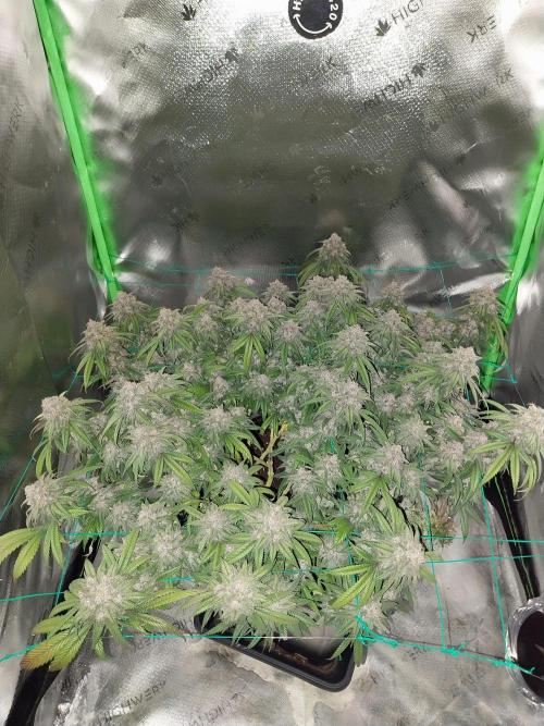 Gmo x Rootbeer. Week 11