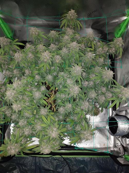 Gmo x Rootbeer. Week 11