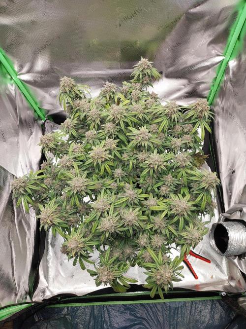 Gmo x Rootbeer. Week 11