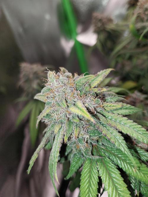 Gmo x Rootbeer. Week 11