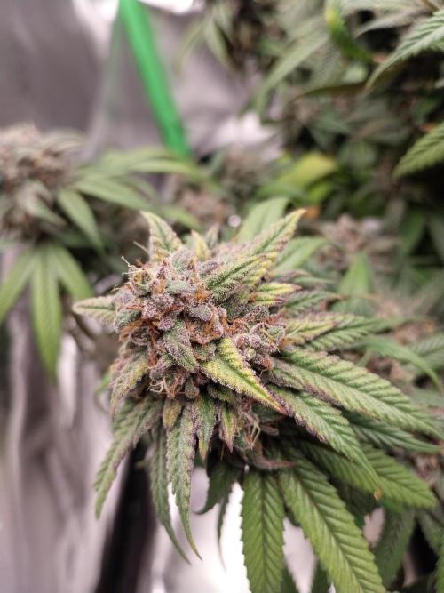 Gmo x Rootbeer. Week 11