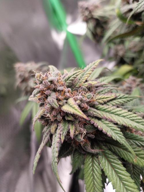 Gmo x Rootbeer. Week 12