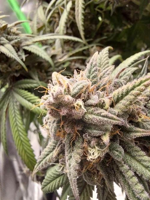 Gmo x Rootbeer. Week 12