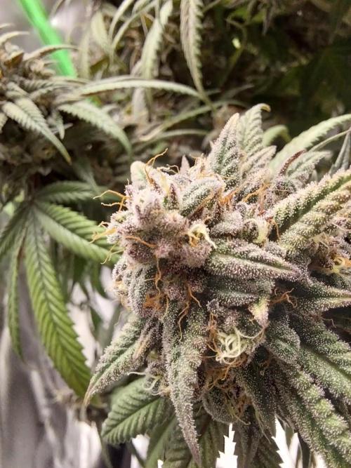 Gmo x Rootbeer. Week 12