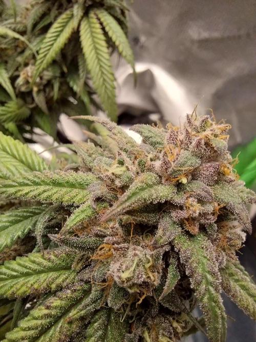 Gmo x Rootbeer. Week 12