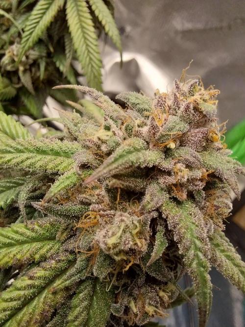 Gmo x Rootbeer. Week 12