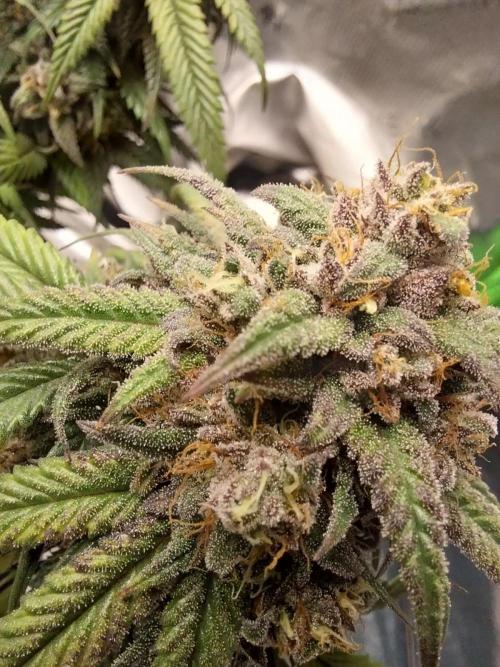 Gmo x Rootbeer. Week 12