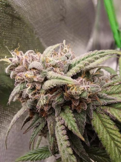 Gmo x Rootbeer. Week 12
