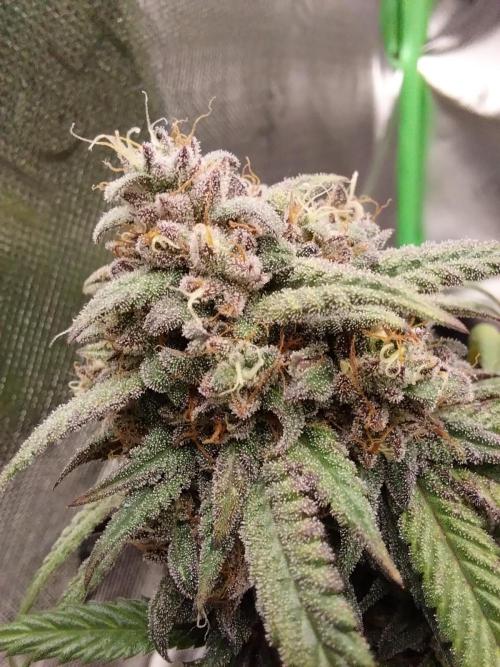 Gmo x Rootbeer. Week 12