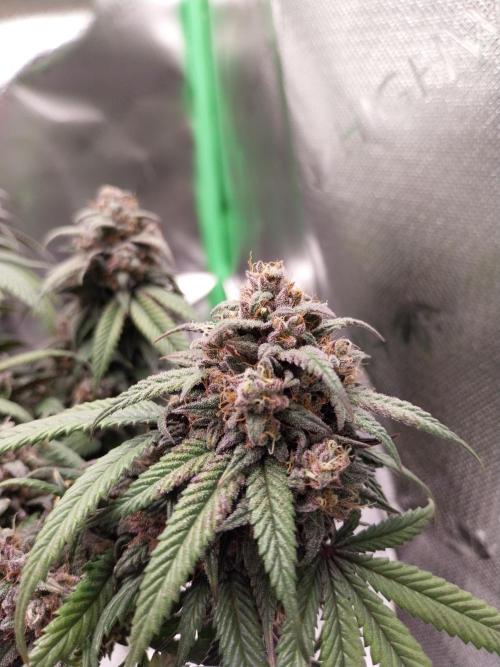 Gmo x Rootbeer. Week 12