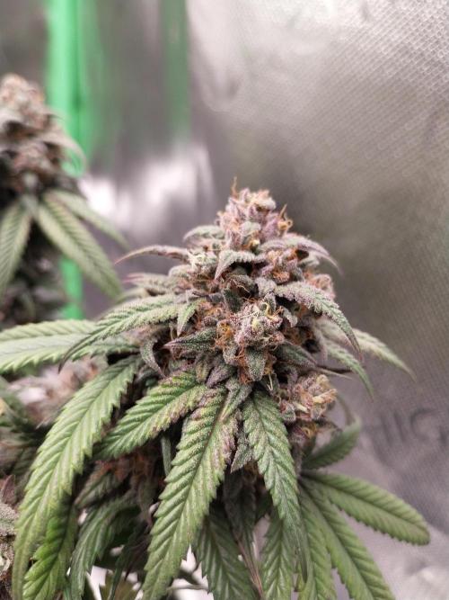 Gmo x Rootbeer. Week 12