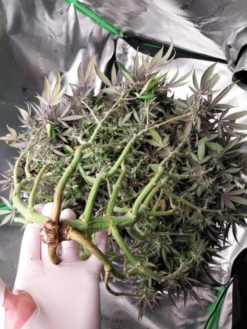 Gmo x Rootbeer. Week 13