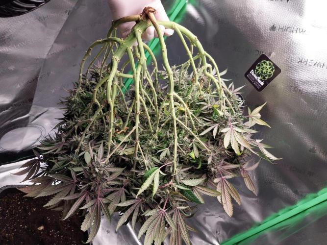 Gmo x Rootbeer. Week 13