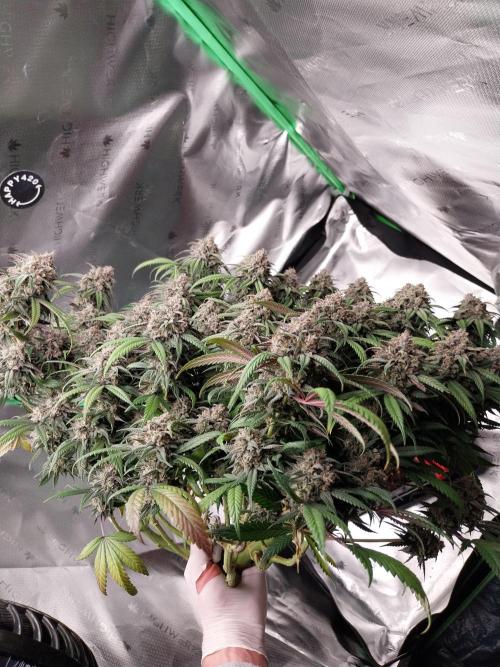 Gmo x Rootbeer. Week 13