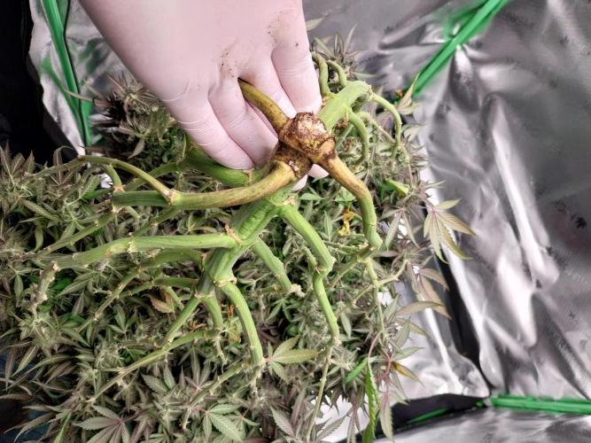 Gmo x Rootbeer. Week 13