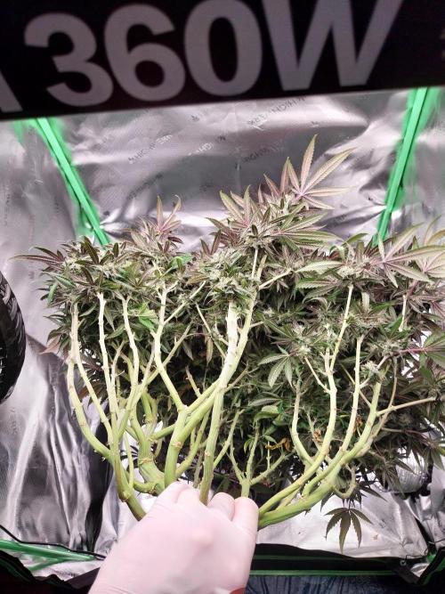 Gmo x Rootbeer. Week 13