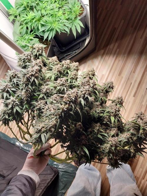 Gmo x Rootbeer. Week 13