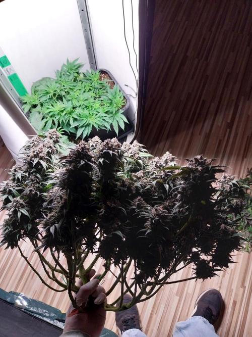 Gmo x Rootbeer. Week 13