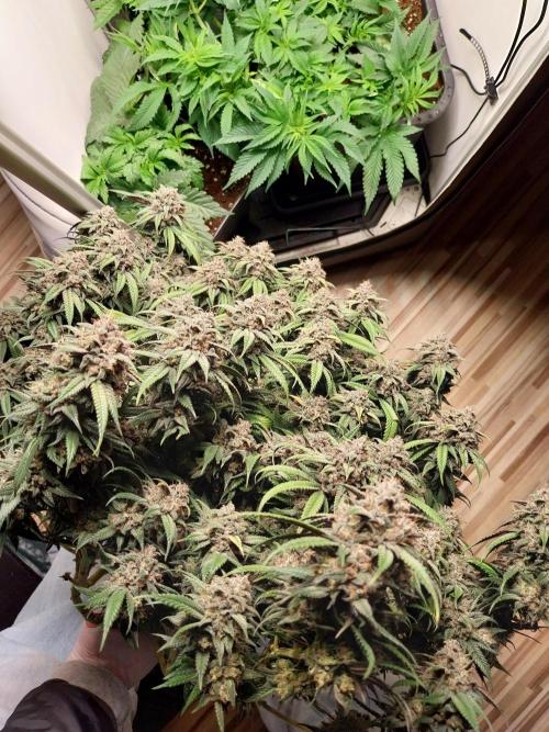 Gmo x Rootbeer. Week 13