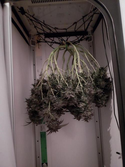 Gmo x Rootbeer. Week 13