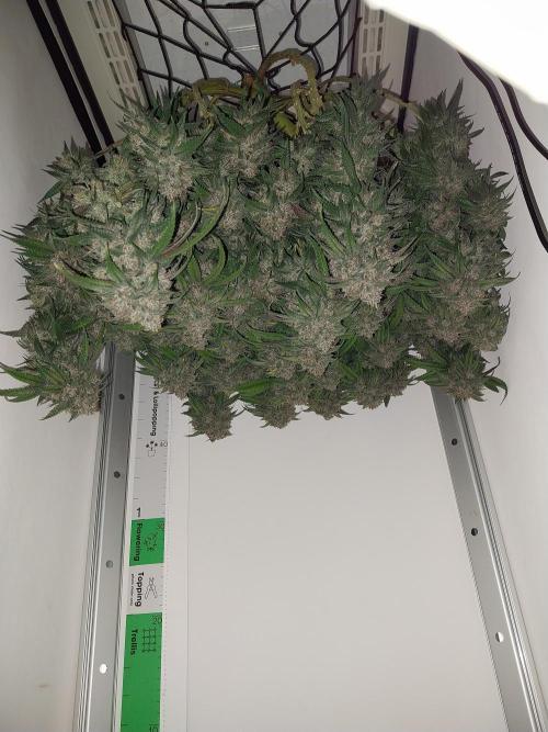 Gmo x Rootbeer. Week 13