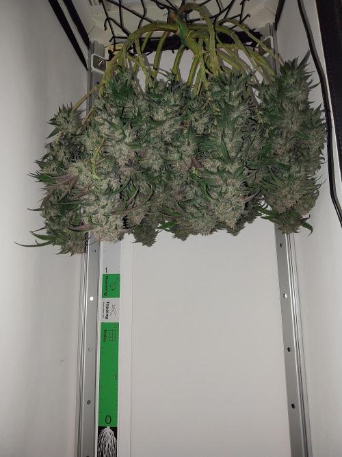 Gmo x Rootbeer. Week 13