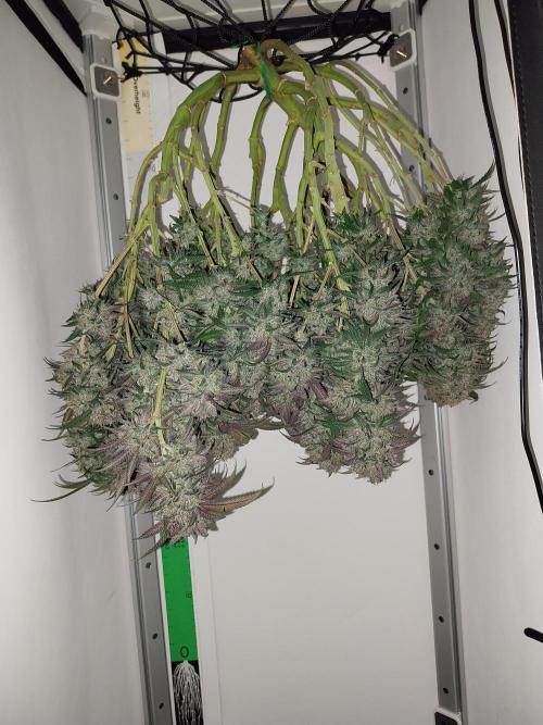 Gmo x Rootbeer. Week 13