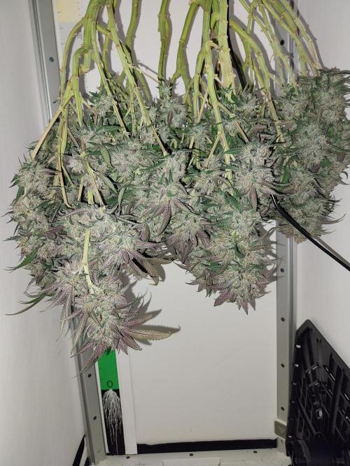 Gmo x Rootbeer. Week 13