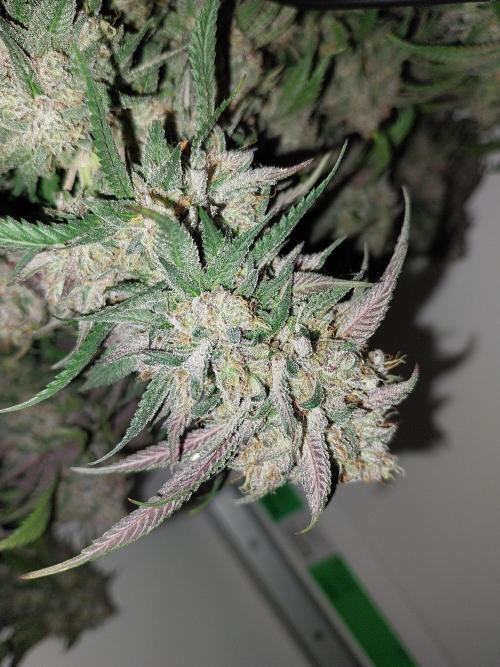 Gmo x Rootbeer. Week 13