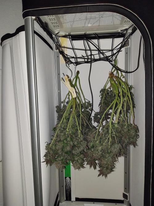 Gmo x Rootbeer. Week 13