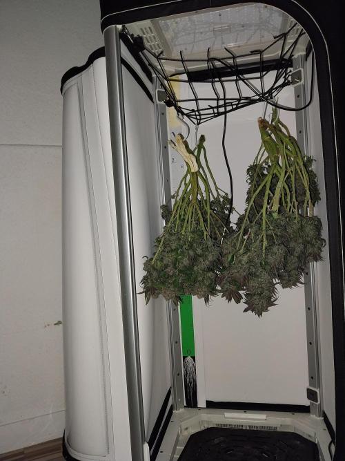 Gmo x Rootbeer. Week 13