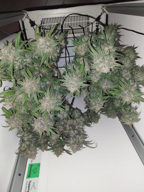 Gmo x Rootbeer. Week 13