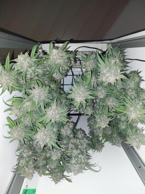 Gmo x Rootbeer. Week 13
