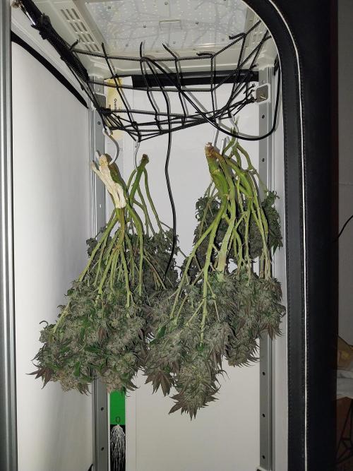 Gmo x Rootbeer. Week 13