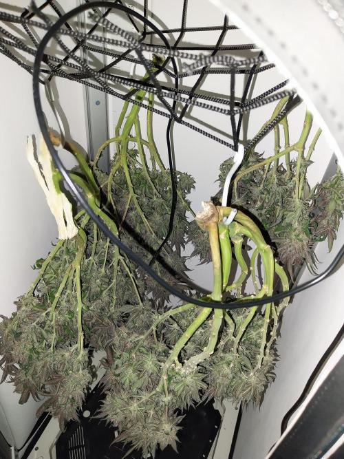 Gmo x Rootbeer. Week 13